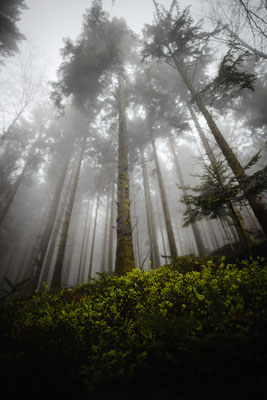 Spruce forest - Central Black Forest