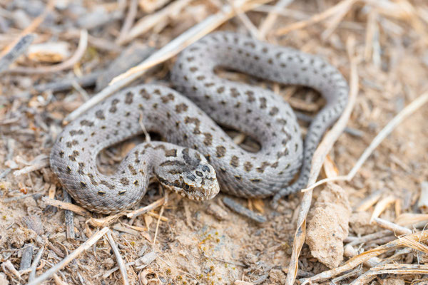 Asian steppe viper (Vipera renardi tienshanica), juvenila