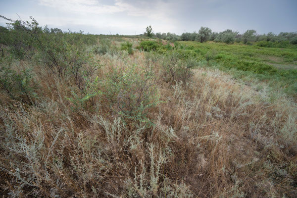 Habitat of Vipera renardi tienshanica