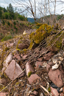 Obseravtions: Vipera berus - Male emerging from recently destructed rock wall