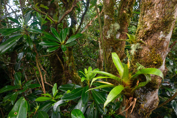 Bromeliad - San José de la Montaña, Costa Rica