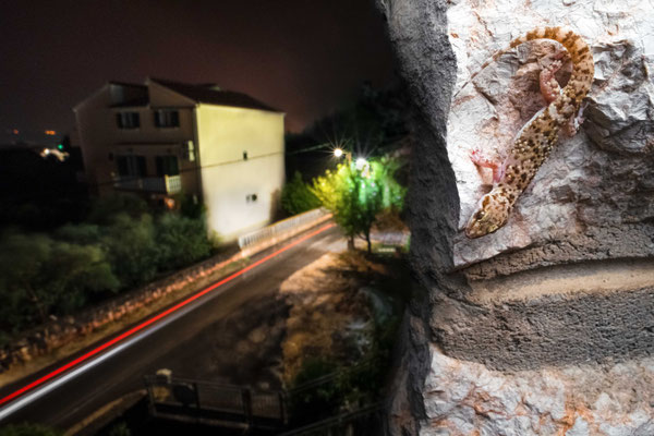Hemidactylus turcicus, Croatia