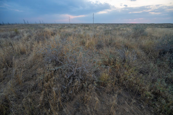 Sandy habitat