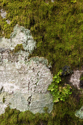 Forests / Biogradska Gora National Park, Montenegro