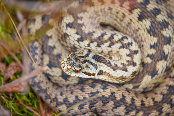 Patterns: Vipera berus - Female, northern Black Forest