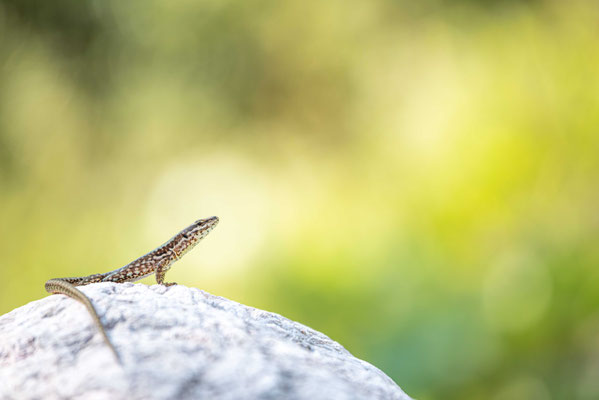 Wall lizard - Podarcis muralis