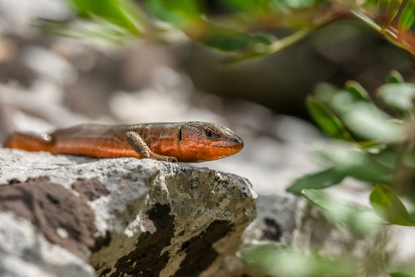 Podarcis melisellensis, Croatia