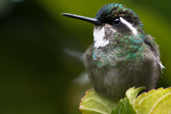 Rivoli's hummingbird (Eugenes spectabilis) - Quetzales National Park, Costa Rica