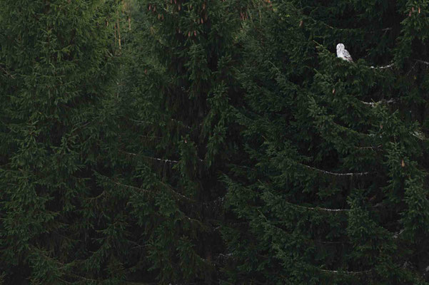 Forests / Strix uralensis, Croatia