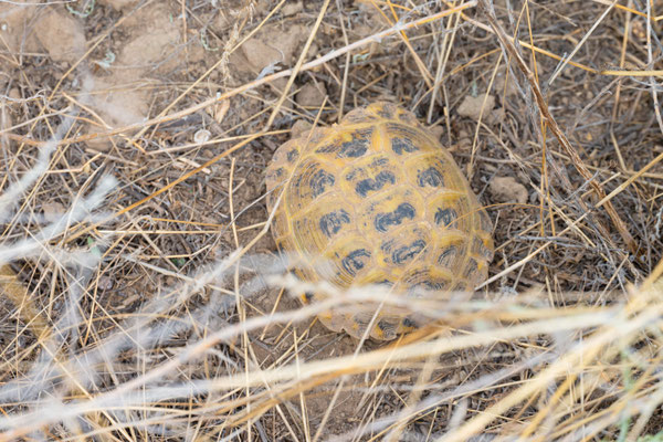 Steppe tortoise (Testudo horsfieldii)
