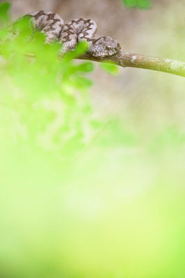 Nose-horned viper - Vipera ammodytes