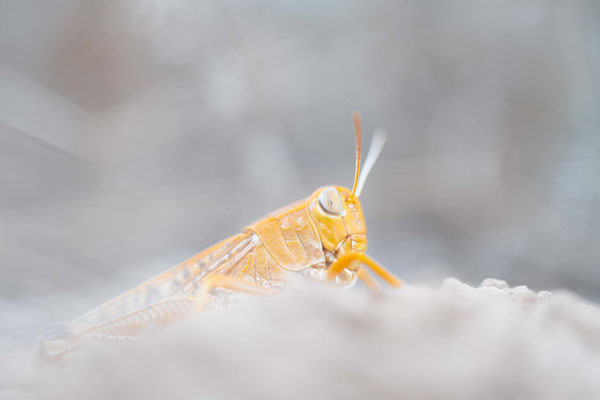 Calliptamus barbarus
