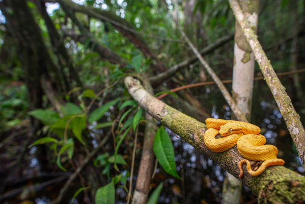 Eyelash viper - Bothriechis schlegelii