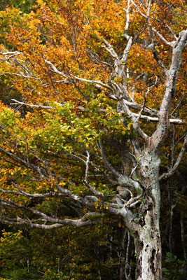 Forests / Mountain beech, Croatia