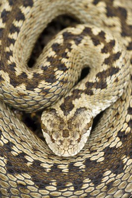 Dinaric Alps / Vipera ursinii macrops, Montenegro
