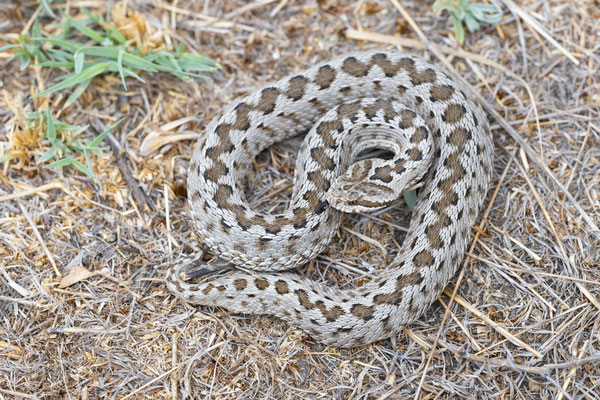 Asian steppe viper (Vipera renardi tienshanica), female