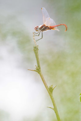 Odonata sp. - Kazakhstan