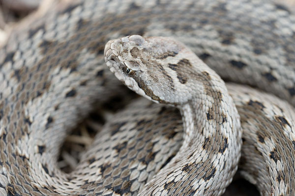 Asian steppe viper (Vipera renardi tienshanica), female