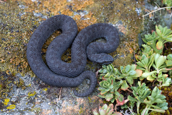 Altay Viper (Vipera renardi 'altaica'), melanistic male