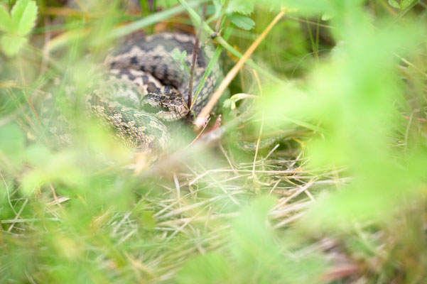 Meadow viper - Vipera ursinii rakosiensis