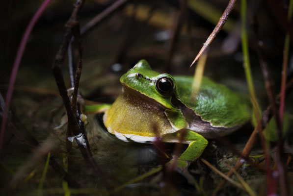 European Tree Frog - Hyla arborea