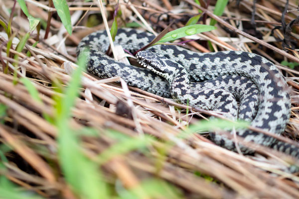 Patterns: Vipera berus - Male, Swabian Alb