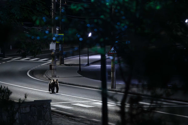 Ursus arctos - Romania