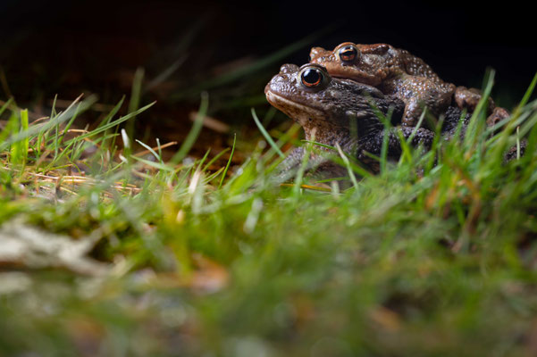 Common toad - Bufo bufo