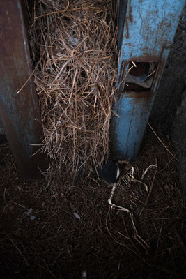 Unfortunate dog inside a ditch