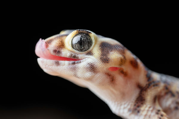 Common wonder gecko (Teratoscincus scincus)