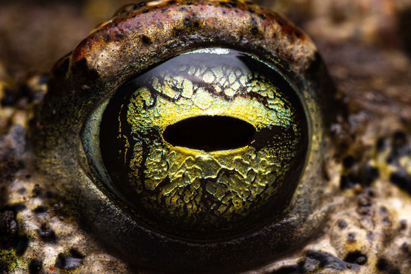 Natterjack Toad - Epidalea calamita