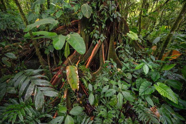 Perez Zeledón - Costa Rica