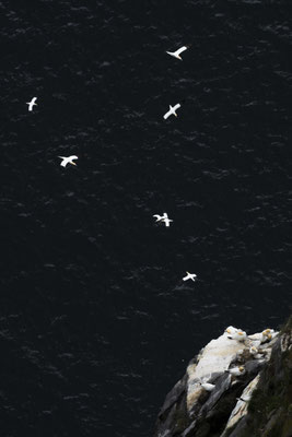 Northern gannet - Norway