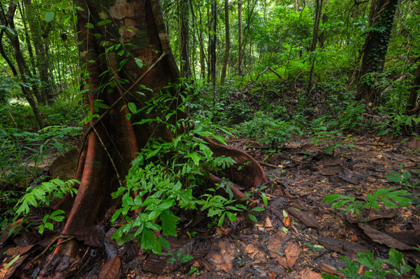 Khao Sok National Park, Thailand