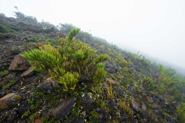 Cerro de la Muerte - Costa Rica
