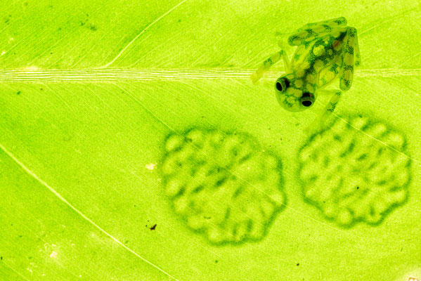Hyalinobatrachium valerioi - Costa Rica