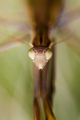Mantis religiosa, Croatia