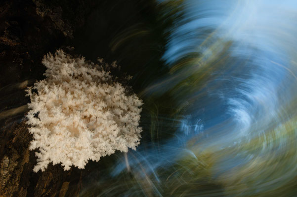 Coral tooth fungus (Hericium coralloides)