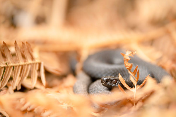 Vipera berus - Northern Black Forest