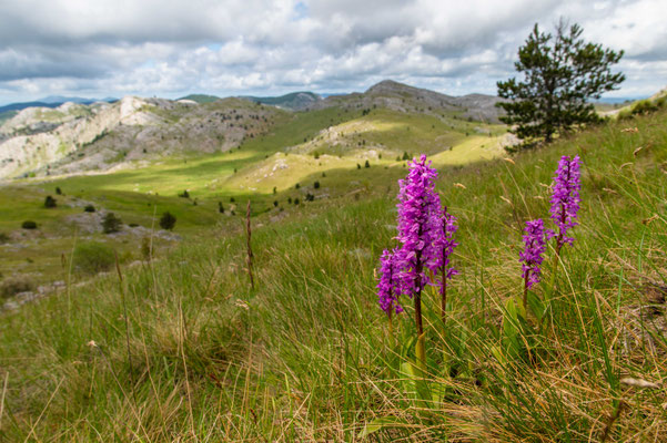 Dinaric Alps / Orchis mascula, Croatia