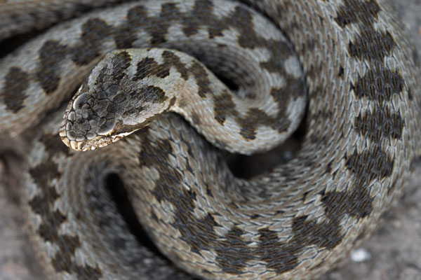 Steppe viper (Vipera renardi)