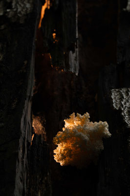Hericium coralloides, Croatia