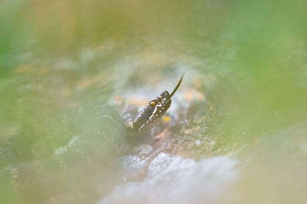 Siberian pit-viper (Gloydius halys) in situ