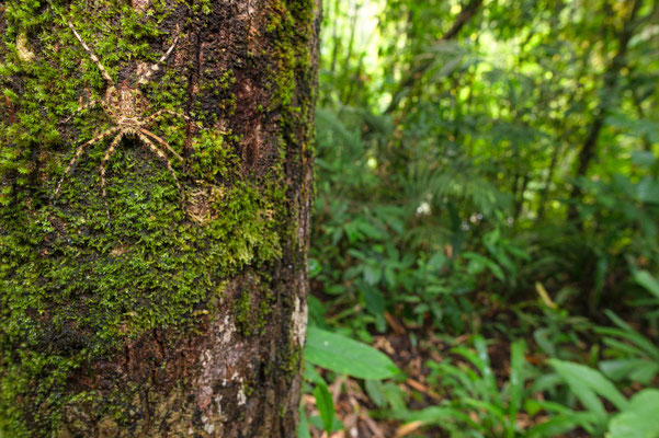 Camouflage - Heteropoda boyei, Thailand