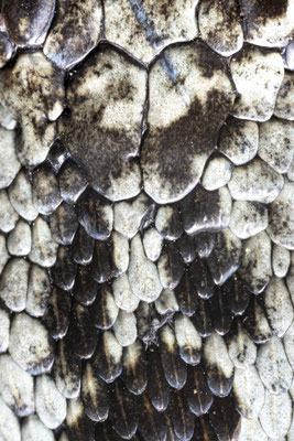 Indivdual identification was based on head scales