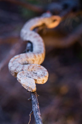 Milos viper - Macrovipera lebetina schweizeri