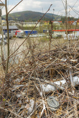 Many adders were found in urban areas