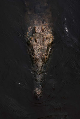 Crocodylus acutus - Rio Tarcoles, Costa Rica