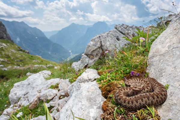 Julian Alps / Vipera berus berus
