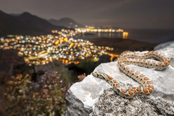 Zamenis situla, Montenegro